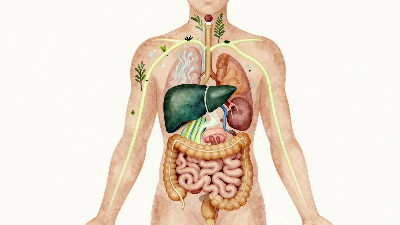 Abstraktní ilustrace lidského těla s pěti světícími cestami detoxikačních orgánů.